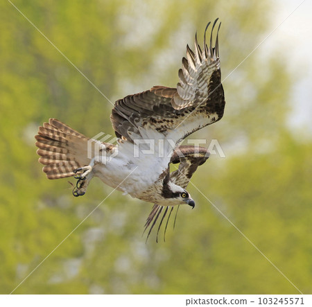 Osprey flying with green background, Ontario, Canada Osprey flying with green background, Ontario, Canada 103245571