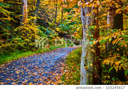 Leaves cover hiking trail through forest with focus on tree in foreground Leaves cover hiking trail through forest with focus on tree in foreground 103245617
