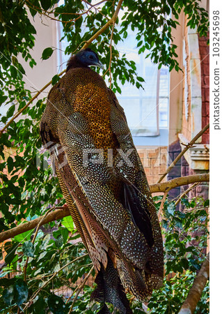 Stunning large great argus pheasant bird on branches with back 103245698