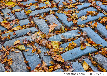 Fall leaves filling cracks of beautiful brick pattern on walkway 103245712