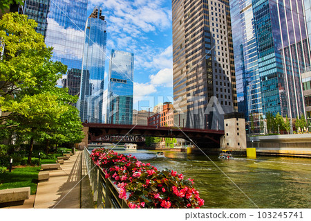 Stunning Chicago ship canal with flower beds and reflective skyscrapers of blue sky Stunning Chicago ship canal with flower beds and reflective skyscrapers of blue sky 103245741