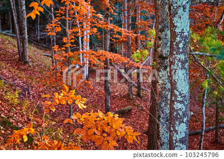 Late fall forest of orange leaves and focus on tree bark with lichen 103245796