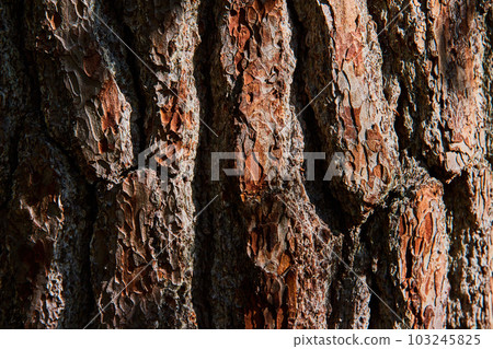 Texture detail asset of thick brown wood bark straight on Texture detail asset of thick brown wood bark straight on 103245825