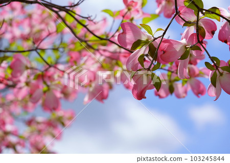 Cute dogwood in the blue sky Cute dogwood in the blue sky 103245844