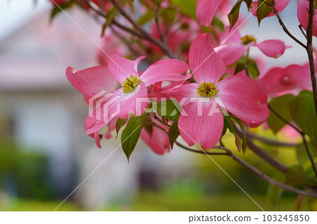 Cute dogwood trees on the street 103245850