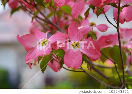 Cute dogwood trees on the street 103245851