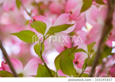 Cute dogwood trees on the street 103245857