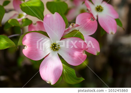 Cute dogwood trees on the street 103245860