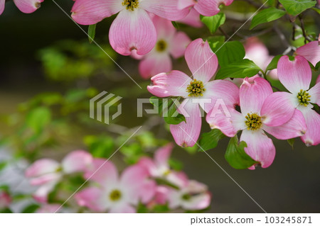 Cute dogwood trees on the street 103245871