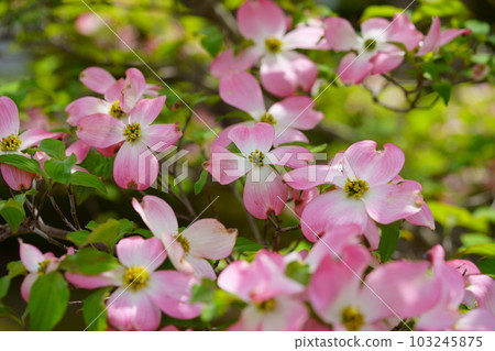 Cute dogwood trees on the street 103245875