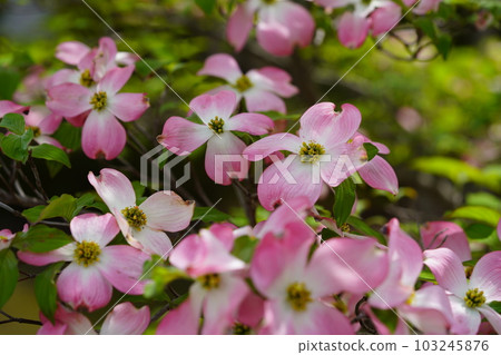 Cute dogwood trees on the street 103245876
