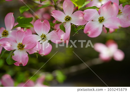 街上可愛的山茱萸樹 103245879