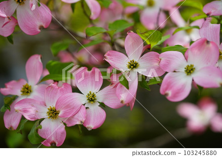 街上可愛的山茱萸樹 103245880