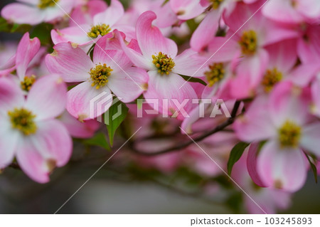 Cute dogwood trees on the street 103245893