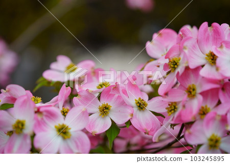 Cute dogwood trees on the street 103245895