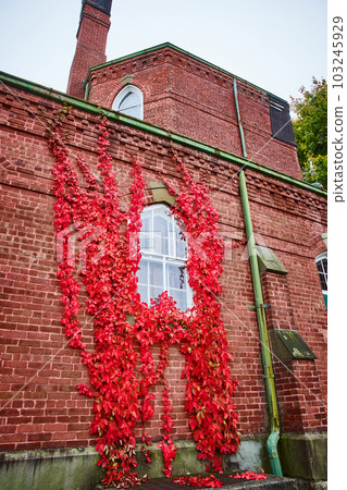 Red vines grow around single window of brick wall exterior church in New York Red vines grow around single window of brick wall exterior church in New York 103245929
