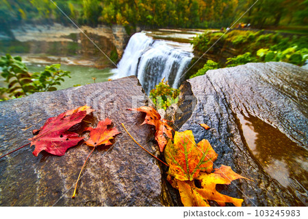 Fall leaves on wet rocks with waterfall behind pouring into canyon 103245983