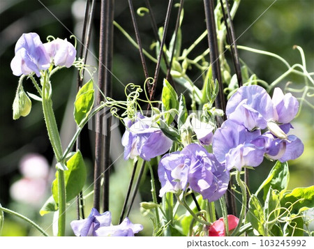 從種子種植的淡紫色香豌豆 103245992