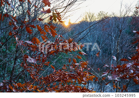 Late fall forest with muted orange leaves and bare trees with sunset golden glow behind Late fall forest with muted orange leaves and bare trees with sunset golden glow behind 103245995