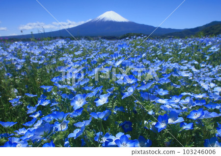 富士山盛開的飛蛾 富士山盛開的飛蛾 103246006