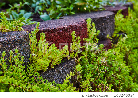 Succulents growing around garden pavers in detail Succulents growing around garden pavers in detail 103246054