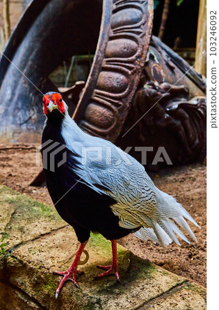 Stunning male Silver Pheasant walking on stones with old temple bell behind Stunning male Silver Pheasant walking on stones with old temple bell behind 103246092