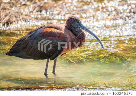 The glossy ibis, latin name Plegadis falcinellus, searching for food in the shallow lagoon. 103246173