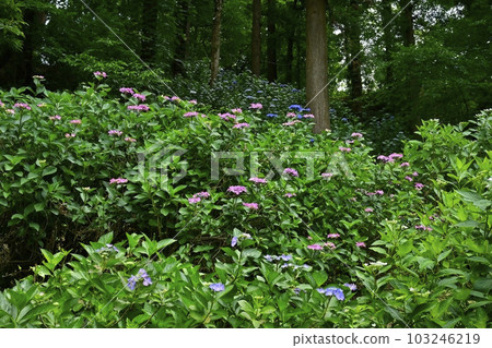 雛沼自然公園的紫陽花谷 雛沼自然公園的紫陽花谷 103246219