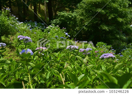 雛沼自然公園的紫陽花谷 雛沼自然公園的紫陽花谷 103246226
