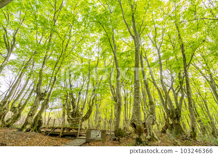 Spring of Nakashimadai Shishigahana Wetland Agariko Daio Forest Giant Giant Beech Tree 103246366