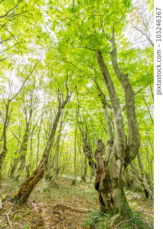 Spring in Nakashimadai and Shishigahana Wetlands 103246367