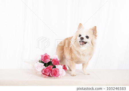 帶著一束玫瑰和微笑的吉娃娃喬羅 103246383