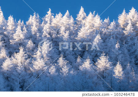 《Nagano Prefecture》Lake Nakamaki Snow Scenery / Forest of Hoarfrost 《Nagano Prefecture》Lake Nakamaki Snow Scenery / Forest of Hoarfrost 103246478
