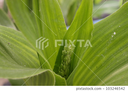 玉米雄花 玉米雄花 103246542