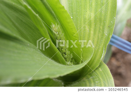 Male flowers of maize 103246545
