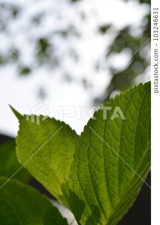 繡球花葉子 繡球花葉子 103246631
