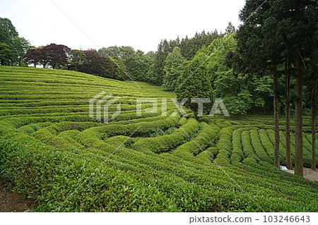 Boseong green tea field Boseong green tea field 103246643