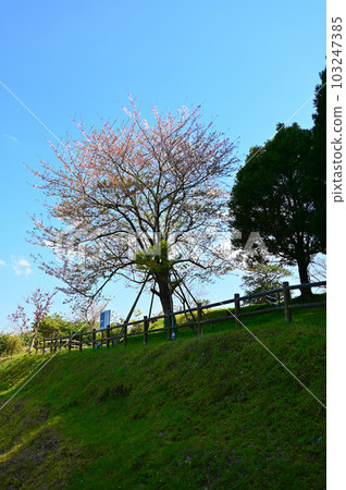 A single cherry tree at Zuirinji Wakasa-cho A single cherry tree at Zuirinji Wakasa-cho 103247385