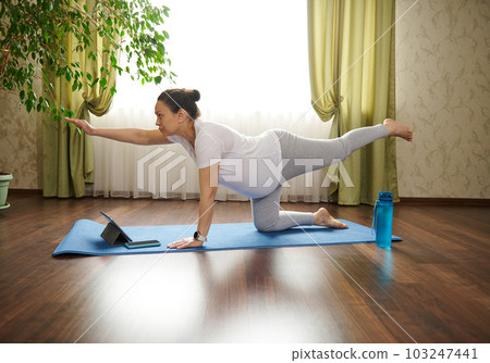 Healthy pregnancy yoga and fitness concept. Young pregnant woman doing prenatal sunbird, bird-dog pose in cozy living room interior, watching online video courses with prenatal stretching exercises Healthy pregnancy yoga and fitness concept. Young pregnant woman doing prenatal sunbird, bird-dog pose in cozy living room interior, watching online video courses with prenatal stretching exercises 103247441
