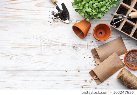 Gardening concept, planting at home Gardening concept, planting at home 103247636