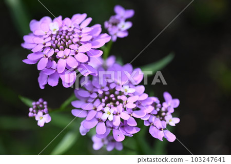 Iberis candytuft blooming in the garden Iberis candytuft blooming in the garden 103247641