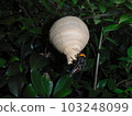 The nest of the hornet in early summer is a tokkuri type 103248099