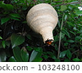 The nest of the hornet in early summer is a tokkuri type 103248100