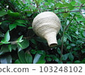 The nest of the hornet in early summer is a tokkuri type 103248102