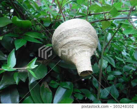 The nest of the hornet in early summer is a tokkuri type 103248102