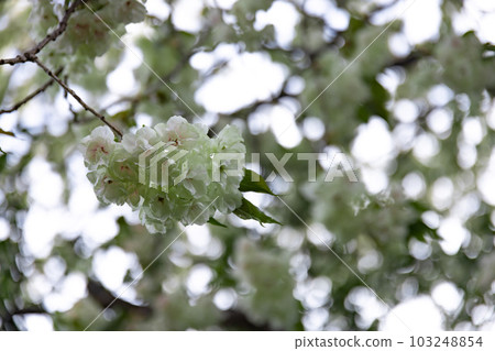 Turmeric cherry blossoms in full bloom [natural image] 103248854