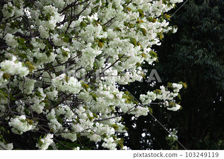Turmeric cherry blossoms in full bloom [natural image] 103249119