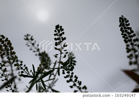 Western shepherd's purse in a monotone garden with a sky background Western shepherd's purse in a monotone garden with a sky background 103249147