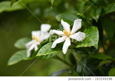 Gardenia after the rain 103249196