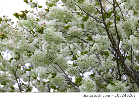 Turmeric cherry blossoms in full bloom [natural image] 103249262